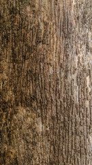 Fototapeta premium Teak Tree 4K Texture