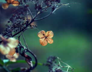Dead dried hydrangea flower in soft afternoon light. Natural moody autumn botanical background