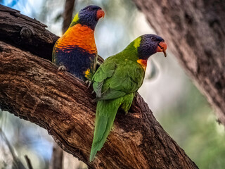 Two Lorikeets Alert