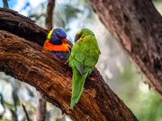 Two Lorikeets Facing