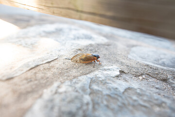 Cicada