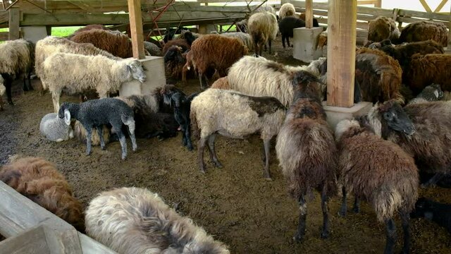 Sheep on a flock farm. Selective focus.