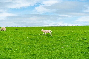 Obraz premium Rural Northumberland, UK.