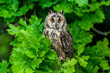 Keuken foto achterwand Long-eared owl (Asio otus) © beataaldridge