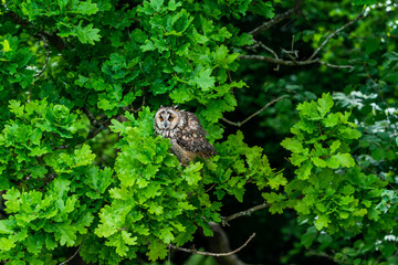 Long-eared owl (Asio otus)