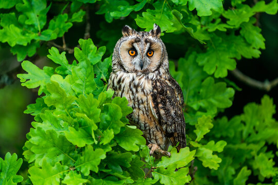 Long-eared owl (Asio otus)