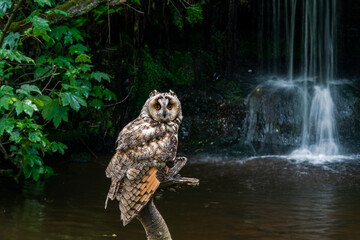 Long-eared owl (Asio otus)