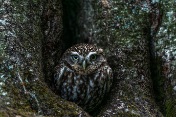 Little owl (Athene noctua)