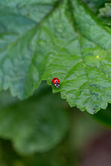 Ladybug on a green leaf.