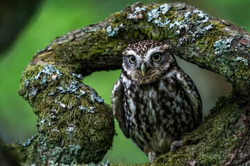 Little owl (Athene noctua)