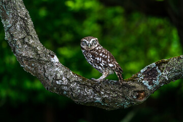 Little owl (Athene noctua)
