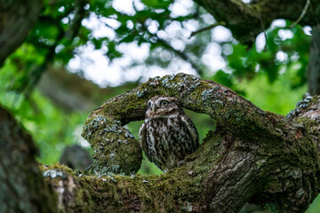 Little owl (Athene noctua)