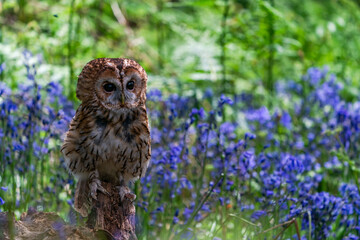 Tawny Owl (Strix aluco)
