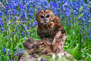 Tawny Owl (Strix aluco)