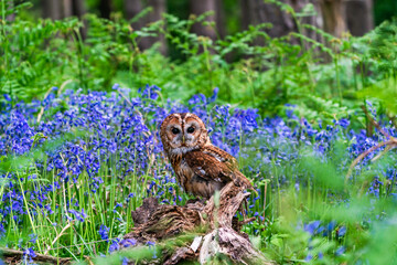 Tawny Owl (Strix aluco)