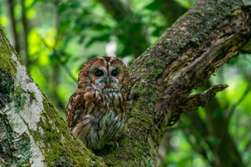 Tawny Owl (Strix aluco)