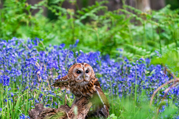 Tawny Owl (Strix aluco)