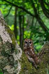 Tawny Owl (Strix aluco)