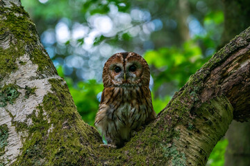 Tawny Owl (Strix aluco)