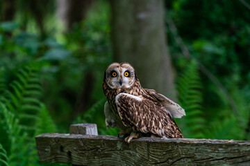 Short-eared owl (Asio flammeus)
