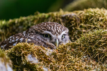 Little owl (Athene noctua)