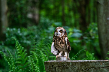 Short-eared owl (Asio flammeus)