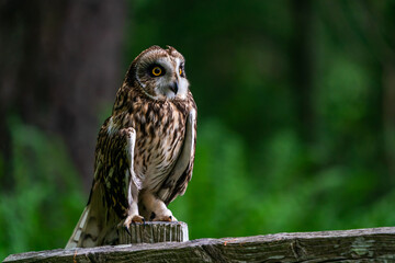 Short-eared owl (Asio flammeus)