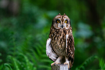 Short-eared owl (Asio flammeus)