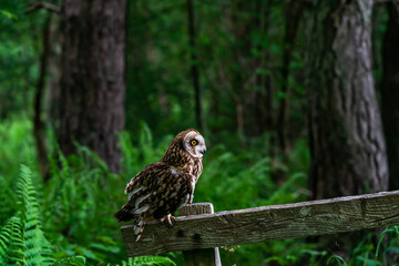 Short-eared owl (Asio flammeus)