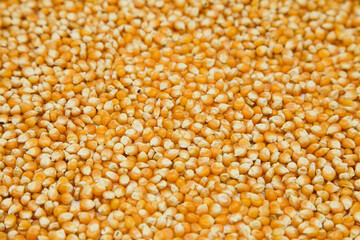 Corn close up detail. Space for logo or business card.