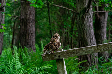 Short-eared owl (Asio flammeus)
