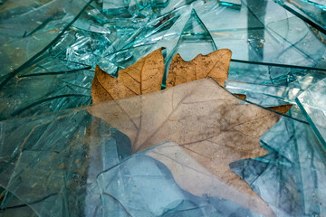 old broken glass and dried leaves