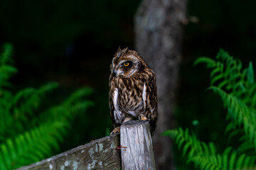 Short-eared owl (Asio flammeus)