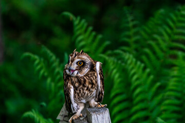 Short-eared owl (Asio flammeus)