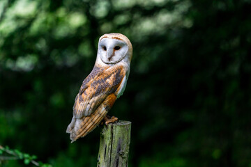 Barn owl (Tyto alba)