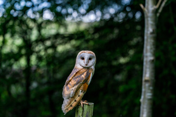 Barn owl (Tyto alba)