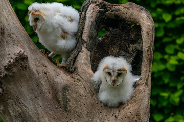  Two Barn owl chicks (Tyto alba) © beataaldridge