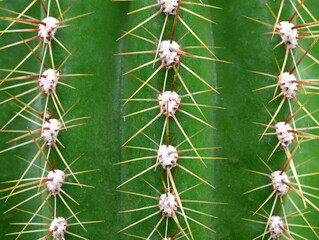 texture of green cactus as a background