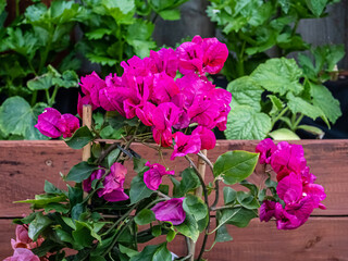 Beautiful summer flowers in the garden.