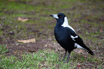 An Australian magpie with a dirty beak standing in a grassy area, captured side side-on