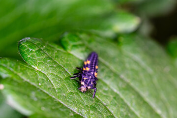Beautiful summer flowers in the garden.