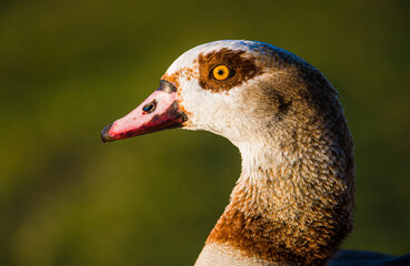 Egyptian Goose portrait taken in the early morning light in London