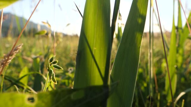 A lot of insects jumping and flying around in a lush meadow, sunset