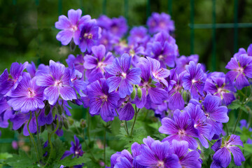 Gorgeous purple bohemian geranium. Lilac geranium flowers in the flowerbed. Beautiful background. Pink and violet flowers, botuns and leaves. Gardening. Flower bed