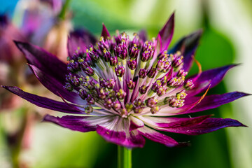 Beautiful summer flowers in the garden.