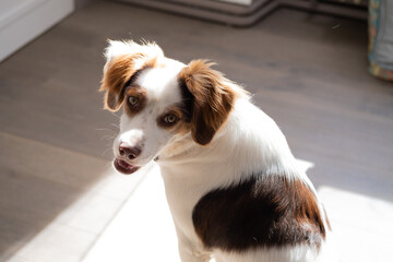Cute spaniel dog posing for a portrait