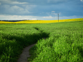 Fields of grass and rapeseed on the background of the forest and sky