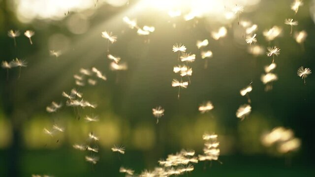 Dandelion seeds flying at the sunset