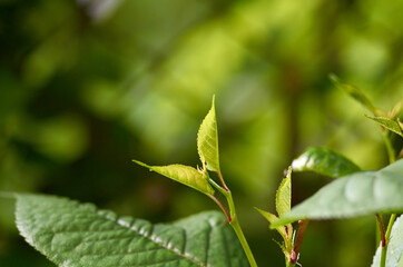 Young leaves of cherry tree