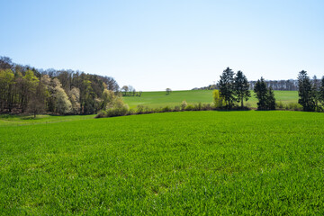 Rolling landscape with grass, trees and beautiful sky